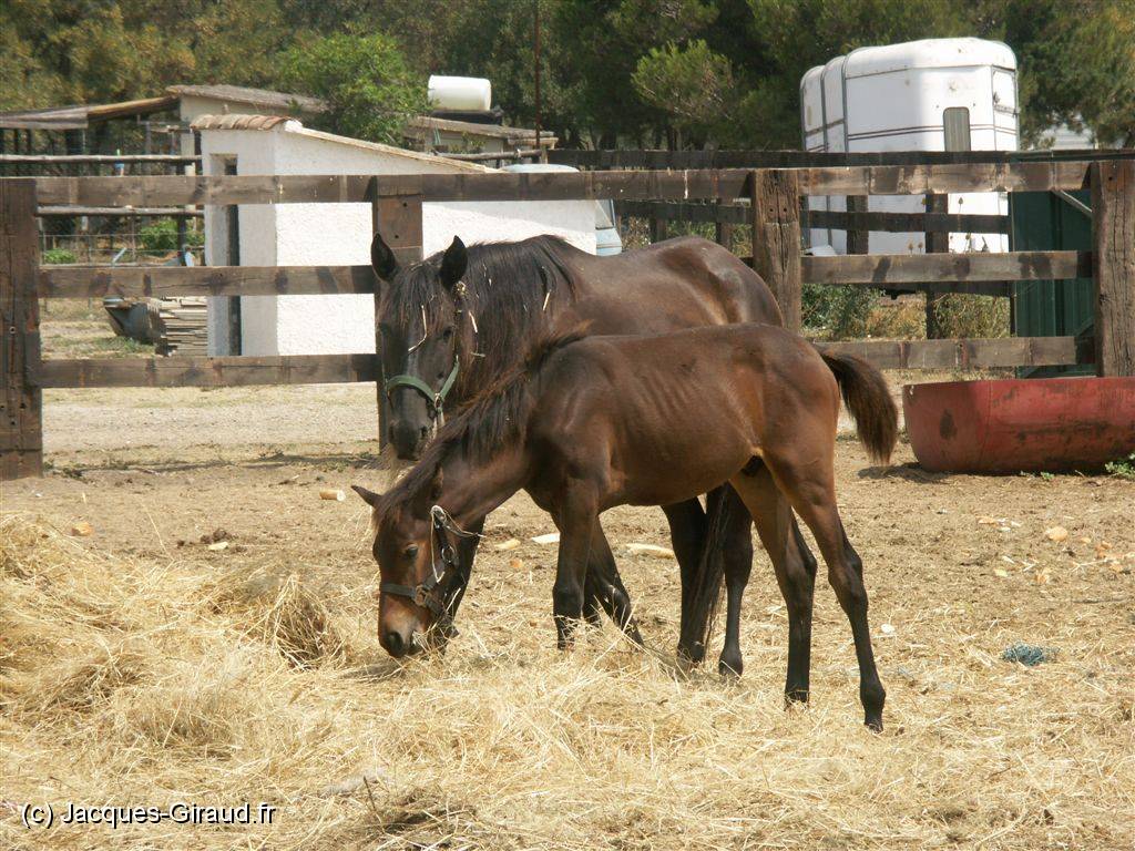 2005-07-29 12-27-31 Agde 200,0mm 1_200_eme F7,1.JPG